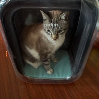 pidan（皮蛋）太空舱猫包+猫沙跟我家闹闹简直是绝绝子！