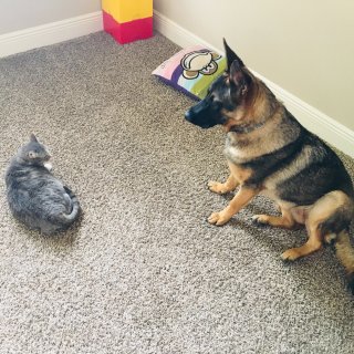 德意志田园犬