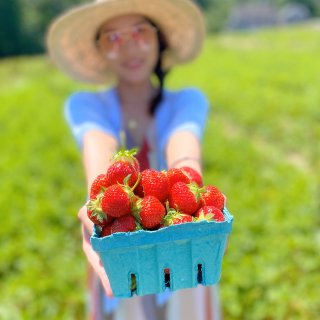 波士顿360の夏日保留节目：摘草莓...