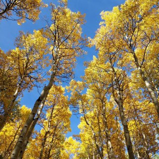 来科罗拉多看最美的黄叶季啦...