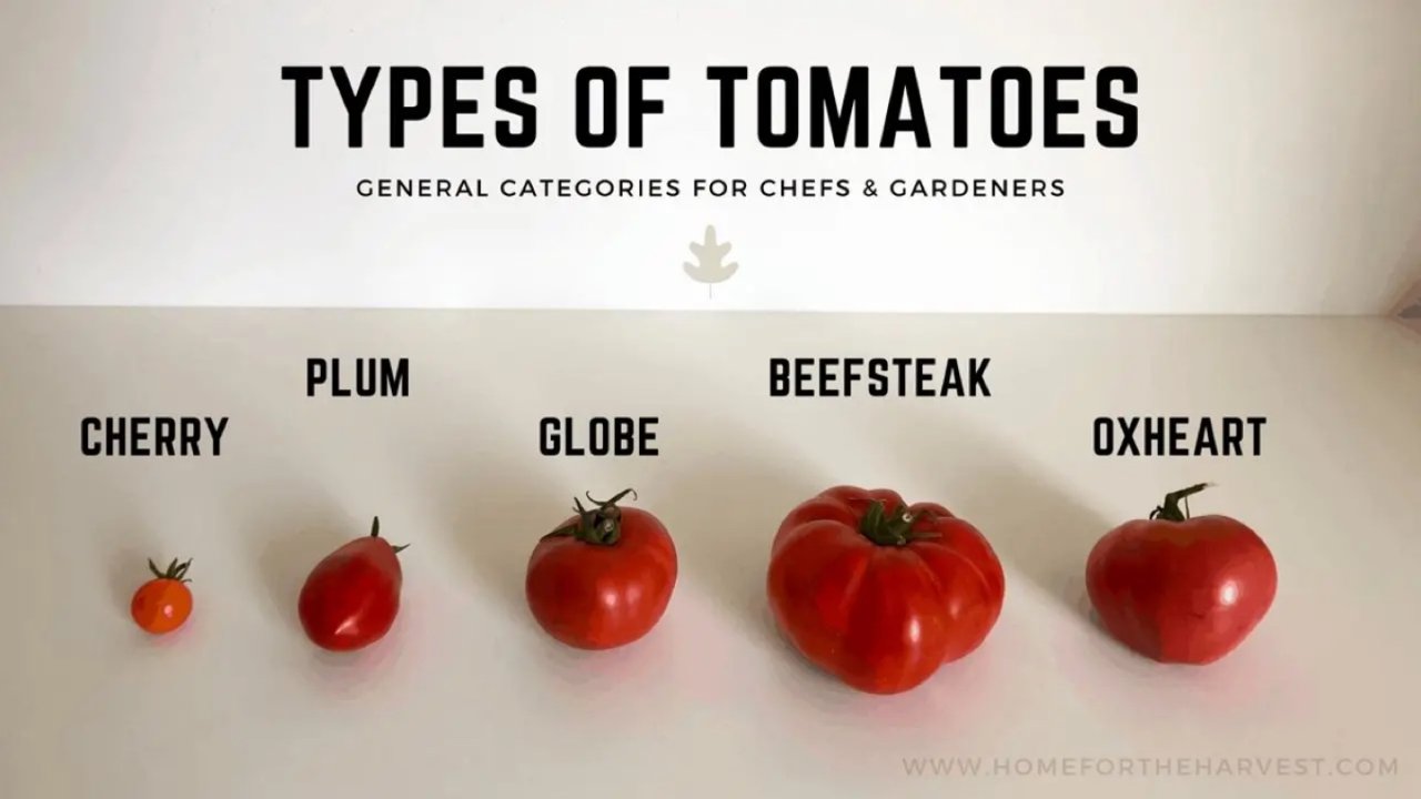 番茄控必看 | 海外西红柿品种和做法攻略