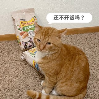 各种口味的猫粮...