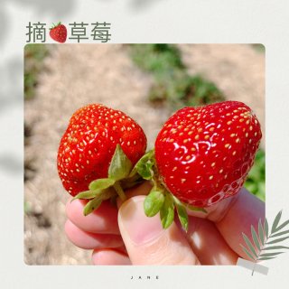 【local-3】🍓草莓季来了...