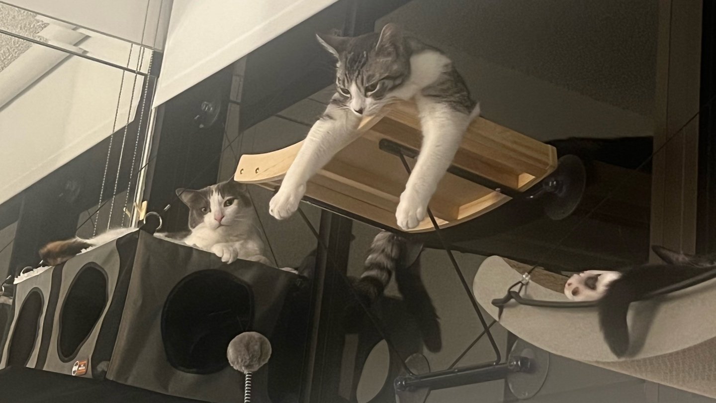 猫奴入手的猫用品｜Cat Window Perch