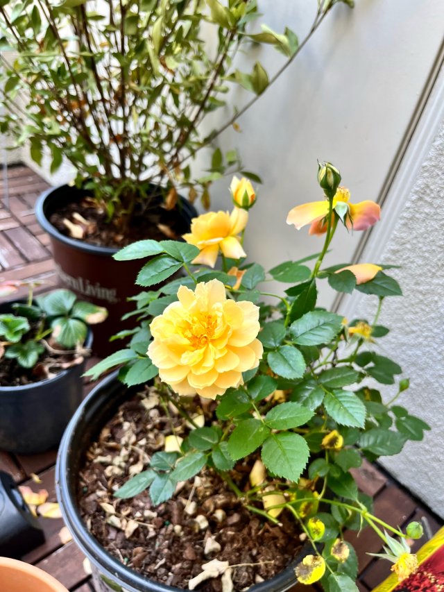 🔶香槟是阳台盛开的月季的颜色🌹