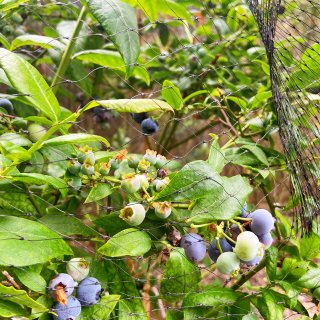 小菜园的蓝莓熟啦，还有西葫芦、西红柿...