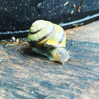 小蜗牛 🐌 🎵～我要一步一步往你的花里爬...