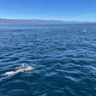 圣巴巴拉出海观鲸🐳看到几百只🐬和母子座头...