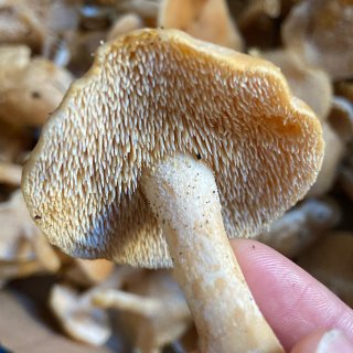 新手蘑菇品种 刺猬蘑菇...
