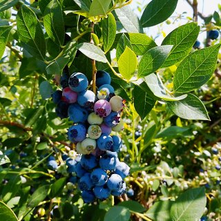 Ott farm 一个农场摘樱桃跟蓝莓...