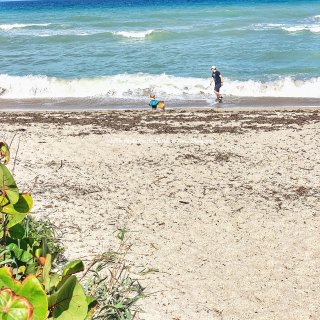 佛罗里达&🐶 | 让狗狗放飞自我的沙滩🏖...