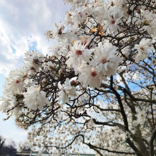 原来费城的樱花🌸才是真的美...