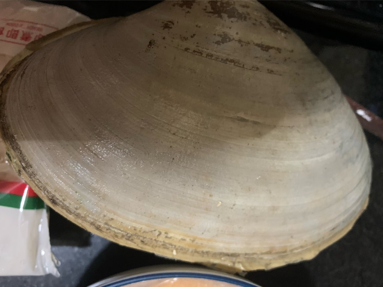 0.99一磅的海蚌开壳！...