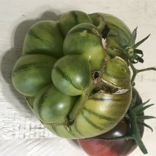 我种的番茄这么奇葩...