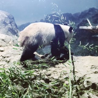 DC玩乐｜过年来动物园给熊猫问声好...