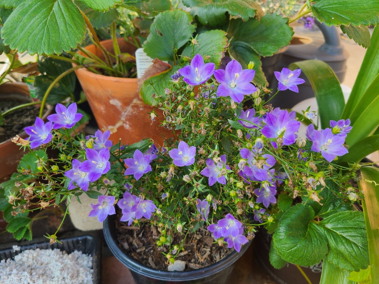 Spode Campanula for sale | eBay