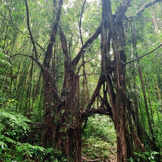 热带雨林｜ 夏威夷欧胡岛之徒步观Mano...