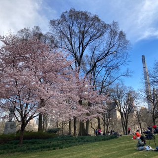 紐約的中央公園🌸賞櫻遊...