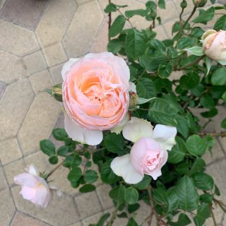 園藝｜Homedepot買到心儀的玫瑰...