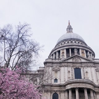 伦敦赏樱｜圣保罗大教堂的樱花开了...