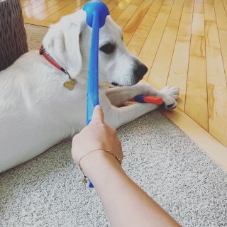 论咬合力哪家强🐶🐶...