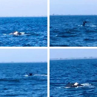 新泽西Cape May观鲸🐳观海豚🐬推荐...