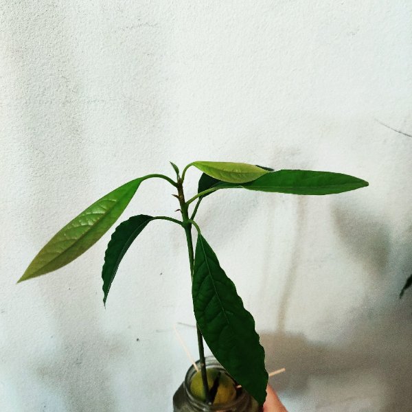 晒货图片