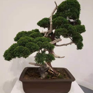 盆栽,bonsai
