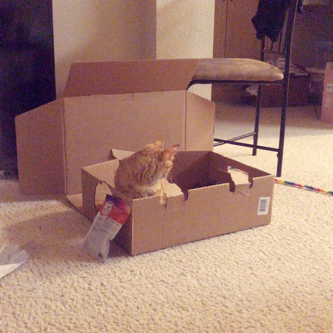 我家快递盒子都变成猫儿子们的玩具了...