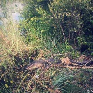 午后的鳄鱼🐊 佛罗里达大沼泽地国家公园...
