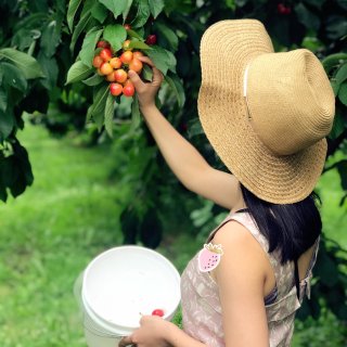 西雅图｜樱桃自由🍒最推荐的一家水果农场...