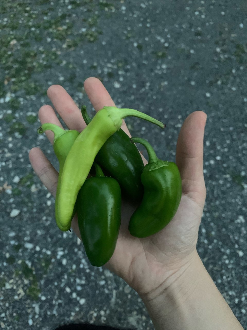 丰收peppers