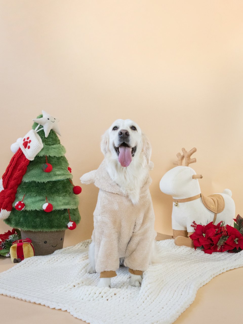 这个圣诞带上你的可爱修狗一起合照了吗...