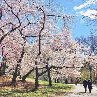 中央公園｜我們一起來看櫻花雨...