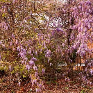 亚特兰大樱花，木绣球和紫藤的春天...