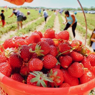 芝加哥周末去哪玩❓六月草莓季🍓🍓农场推荐...