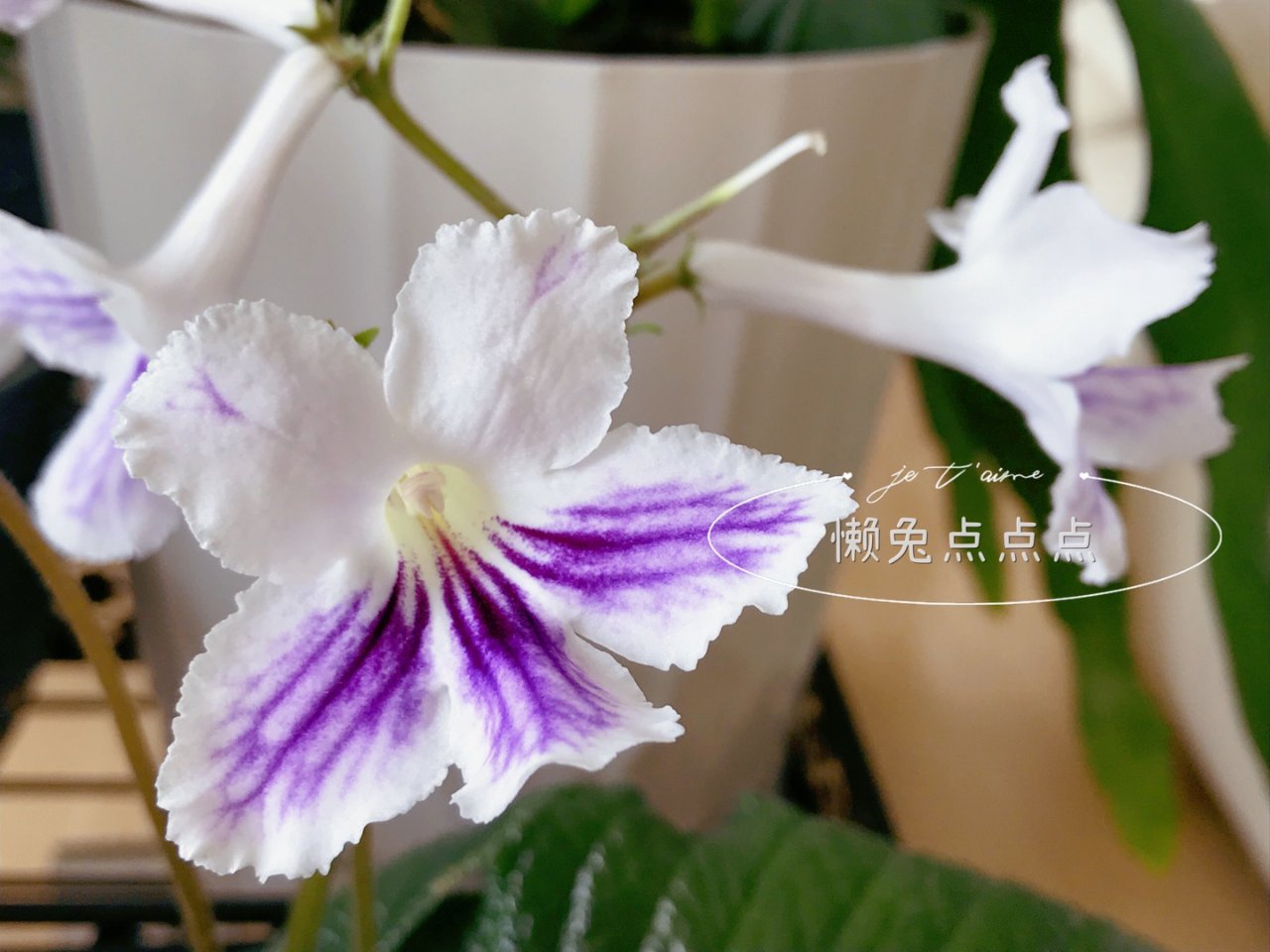 好特别🥰海角樱草/堇兰【室内常开花】 | 社区家居厨卫精选