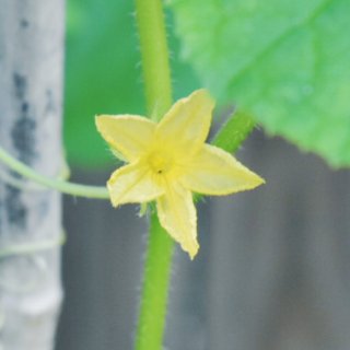 🌈挑战——黄·菜院子里的一批黄色小菜花...