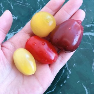 新奇品种的番茄种植发芽so easy！...