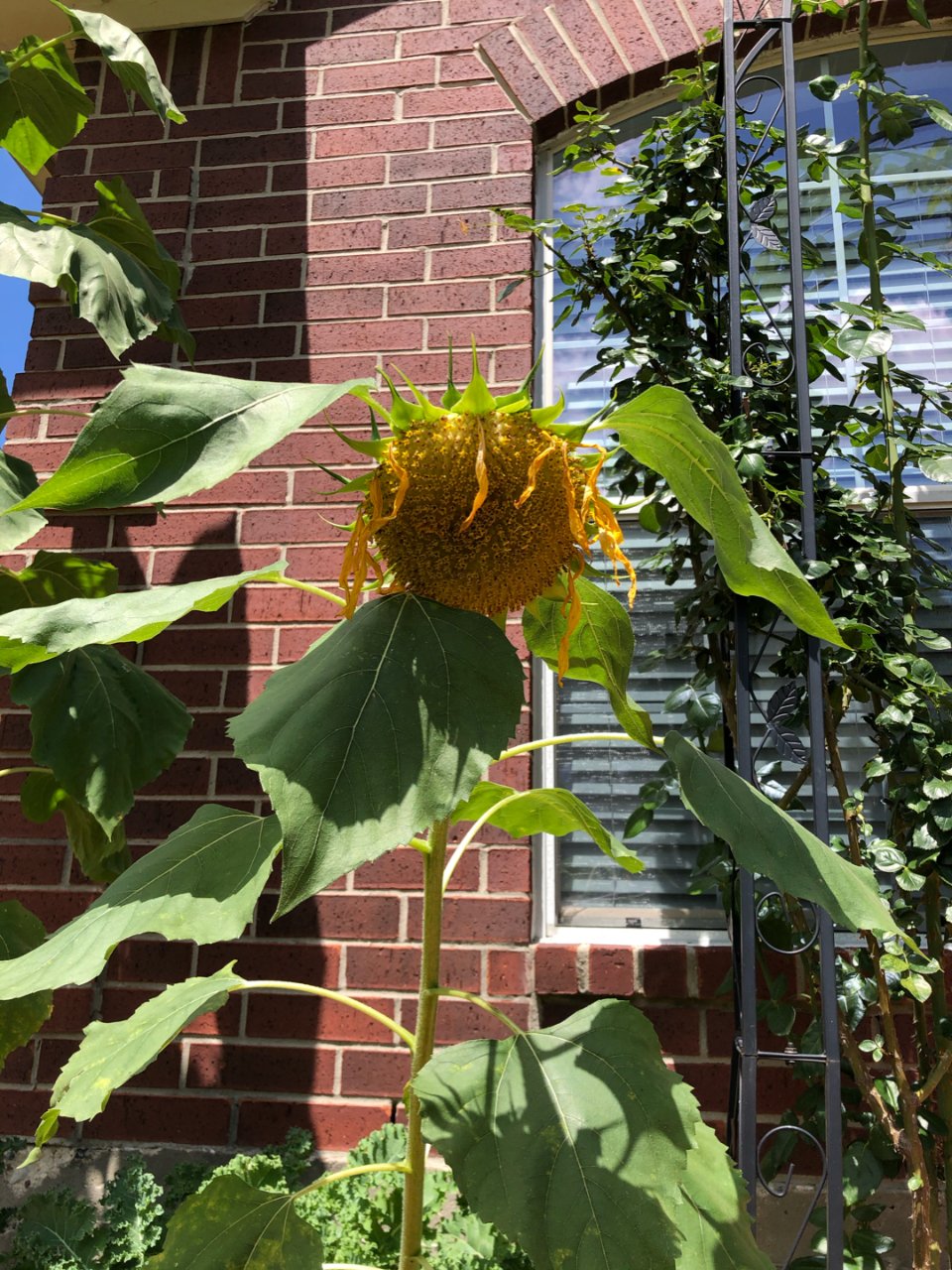 Sunflower 向日葵