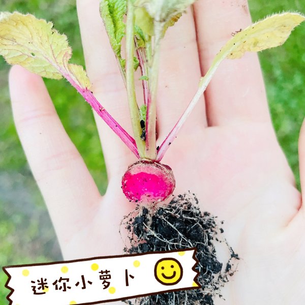 晒货图片