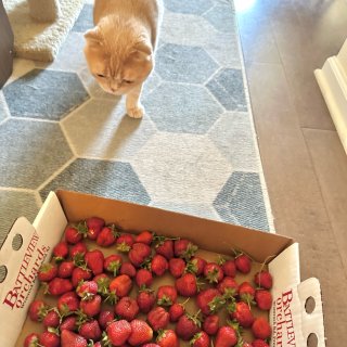 摘草莓的时候 可以不洗吃几颗吗？...