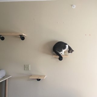 DIY猫爬架