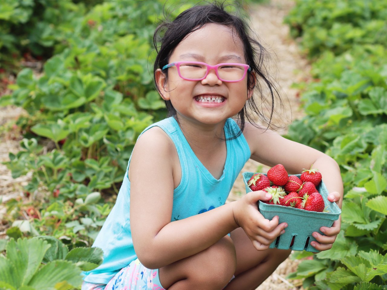 六月奇遇-MD附近农场摘草莓推荐-快和家...
