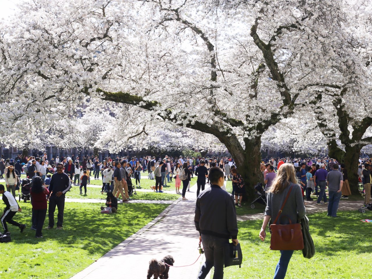 🌸樱花哪里看 西雅图最好的site：UW...