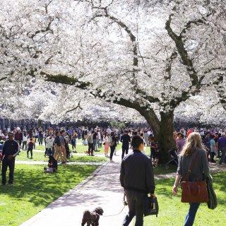 🌸樱花哪里看 西雅图最好的site：UW...