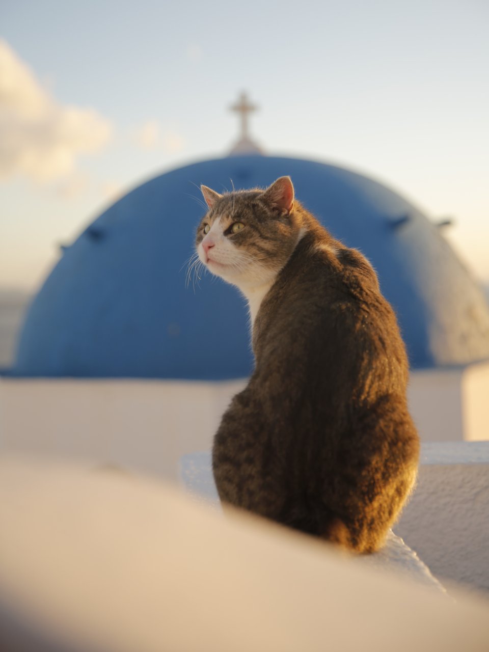 旅行中的小美好｜谁能不想希腊的海和猫咪🐱...