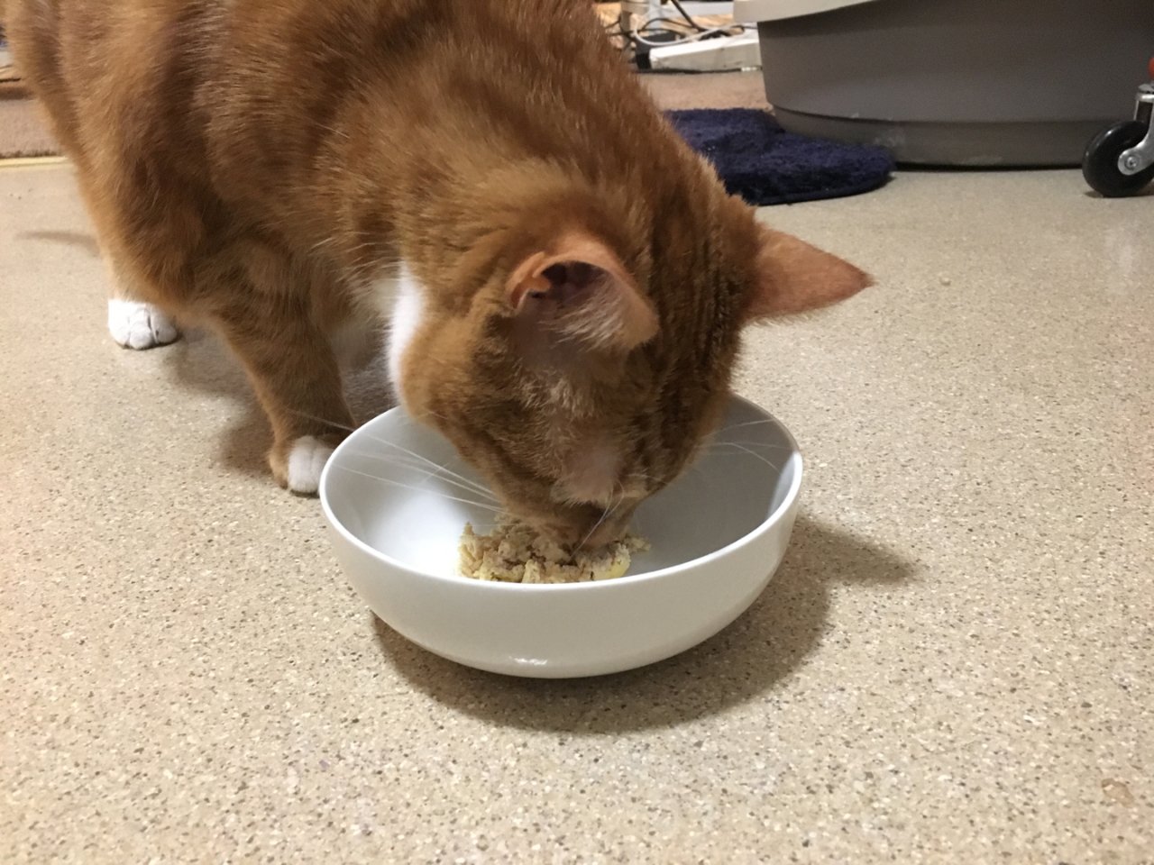 第一次自制猫饭...