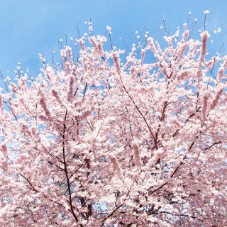 🌸樱花季🌸大新泽西也有看樱花的地方啦🎉🎉...