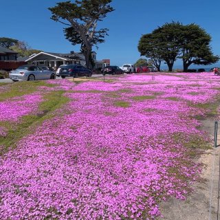 玩乐湾区👉情人角魔幻紫地毯...